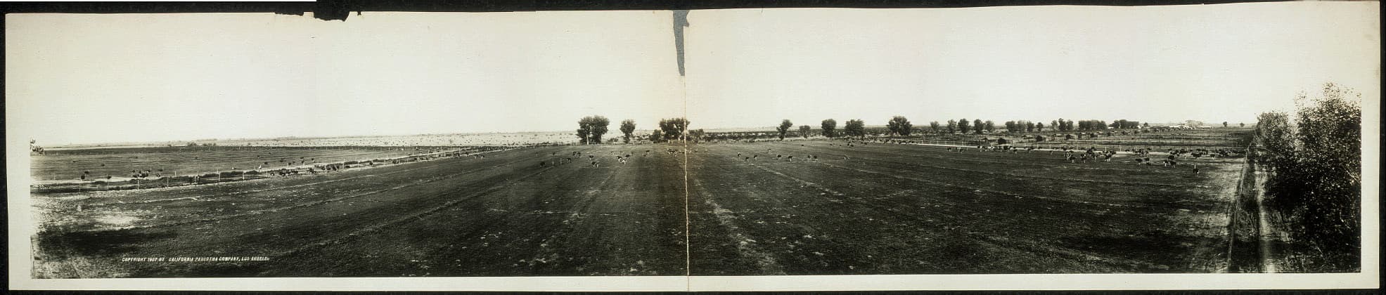 Pan American Ostrich Farm panorama, Phoenix, Arizona